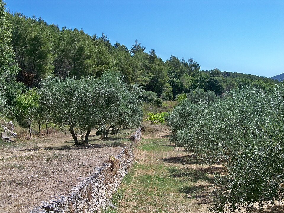 oliviers et restanques en luberon
